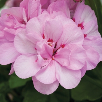 Pelargonium peltatum 'Pink' 