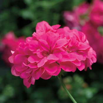 Pelargonium peltatum 'Hot Pink' 