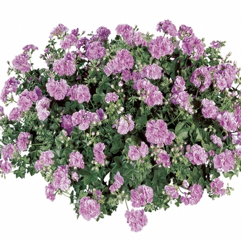 Pelargonium peltatum Contessa™ 'Double Lilac'