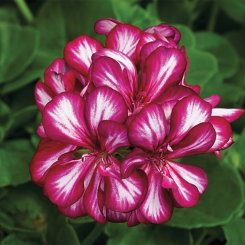 Pelargonium peltatum 'Burgundy Bicolor' 