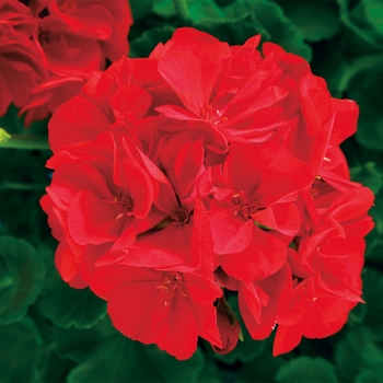 Pelargonium x hortorum Fidelity® 'Dark Red'