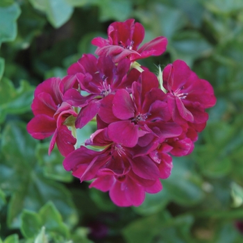 Pelargonium peltatum Contessa™ 'Burgundy'