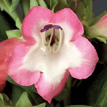 Penstemon hartwegii 'Pink' 