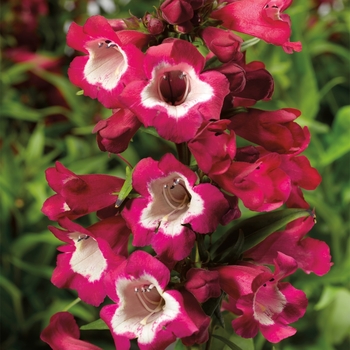 Penstemon hartwegii Phoenix™ 'Magenta'