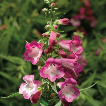 Penstemon hartwegii Arabesque™ 'Orchid'