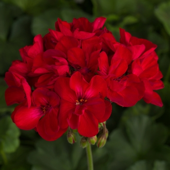 Pelargonium x hortorum 'Velvet Red' 