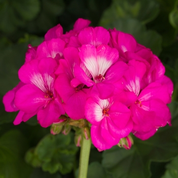 Pelargonium x hortorum 'Hot Pink' 