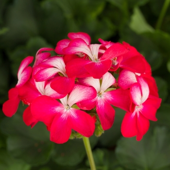 Pelargonium x hortorum Tango™ 'Bicolor Cherry'