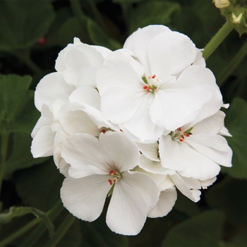 Pelargonium x hortorum Rocky Mountain™ 'White'