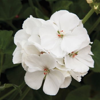 Pelargonium x hortorum 'White' 