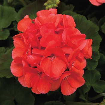 Pelargonium x hortorum Rocky Mountain™ 'Salmon'