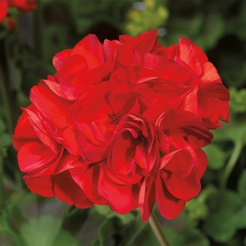 Pelargonium x hortorum 'Royal Red' 