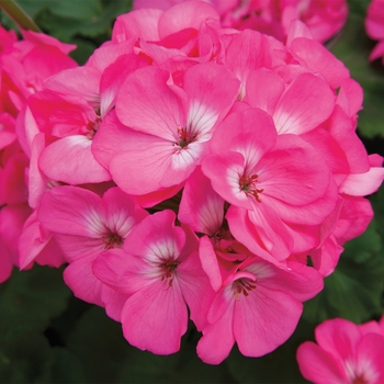 Pelargonium x hortorum 'Pink' 