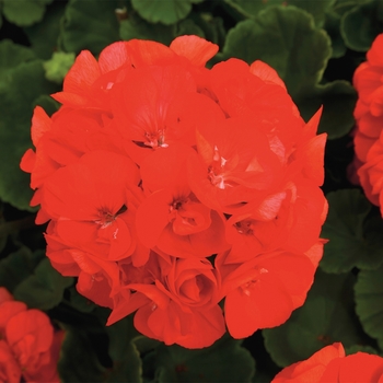 Pelargonium x hortorum 'Orange' 