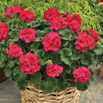 Pelargonium x hortorum Rocky Mountain™ 'Magenta'