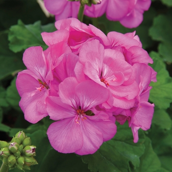 Pelargonium x hortorum 'Lavender' 