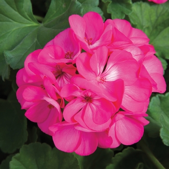 Pelargonium x hortorum 'Deep Rose' 