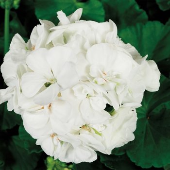 Pelargonium x hortorum 'White' 