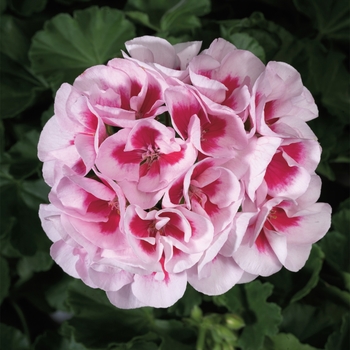 Pelargonium x hortorum Americana® 'White Splash'