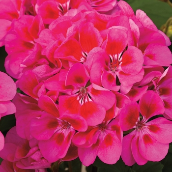 Pelargonium x hortorum 'Rose Splash' 