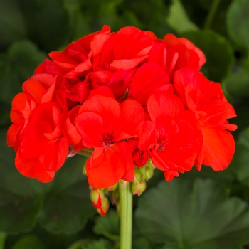 Pelargonium x hortorum Tango™ 'Orange'