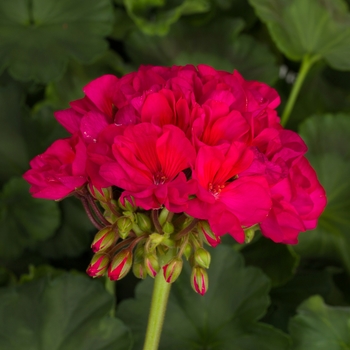 Pelargonium x hortorum 'Neon Purple' 