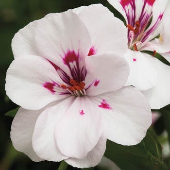 Pelargonium peltatum 'White' 