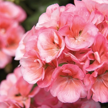 Pelargonium x hortorum 'Salmon' 