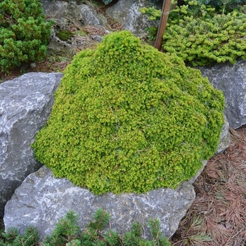 Cryptomeria japonica 'Tenzan' 