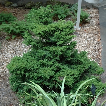 Cryptomeria japonica 'Tansu' 