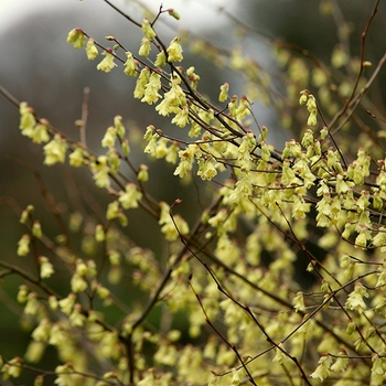 Corylopsis pauciflora