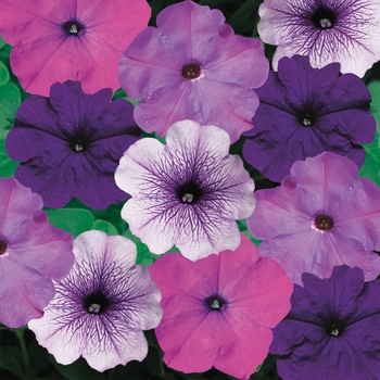 Petunia multiflora 'Blueberry Muffin Mix' 