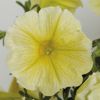 Petunia 'Yellow' 