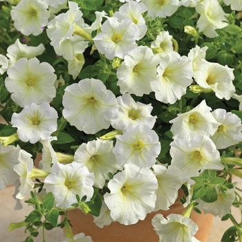 Petunia milliflora 'Cascade White' 