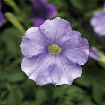 Petunia milliflora 'Cascade Sky Blue' 