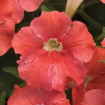 Petunia milliflora 'Cascade Salmon' 