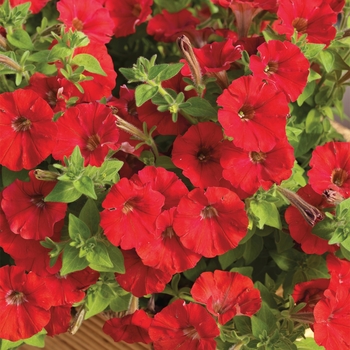 Petunia milliflora 'Cascade Red' 