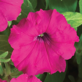 Petunia milliflora 'Cascade Purple' 