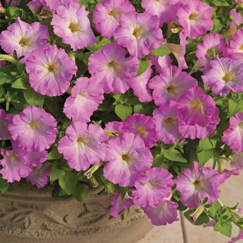 Petunia milliflora 'Cascade Pink Glo' 