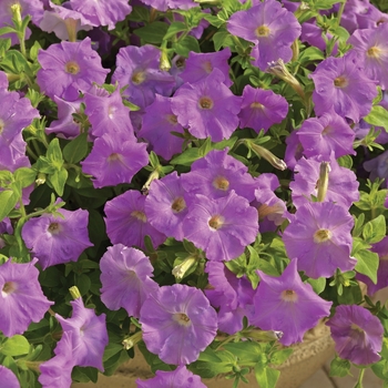 Petunia milliflora 'Cascade Lavender' 