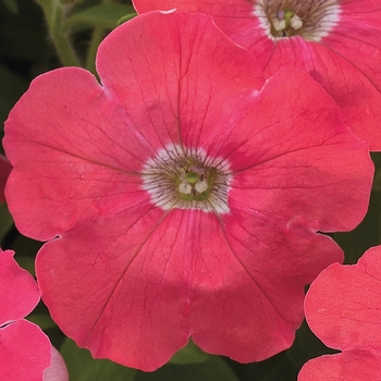 Petunia milliflora 'Cascade Coral' 