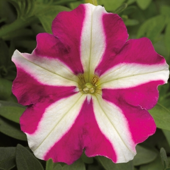Petunia milliflora 'Rose Star' 