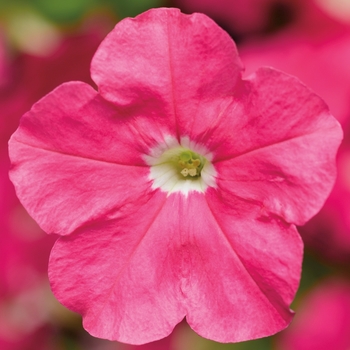 Petunia milliflora 'Pink' 