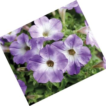 Petunia 'Patio Blue Morn' 