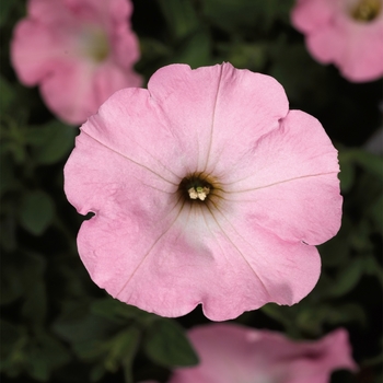 Petunia 'Sweet Pink' 