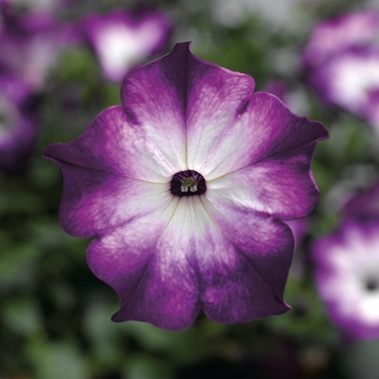 Petunia 'Radiant Blue' 