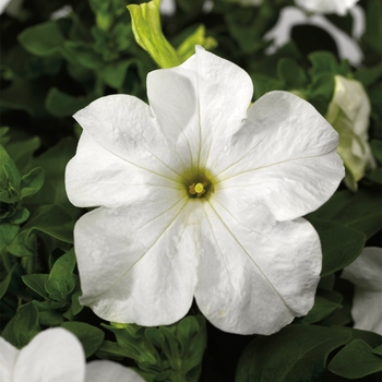 Petunia grandiflora 'White' 