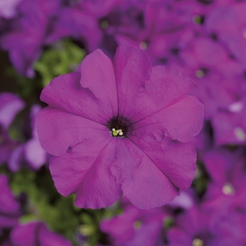 Petunia grandiflora 'Violet' 