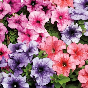 Petunia grandiflora 'Veined Mix' 