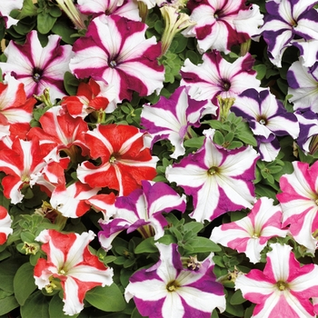 Petunia grandiflora 'Star Mix' 